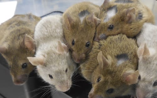 People are more worried by rats, but they should focus on mice, say scientists - Telegraph