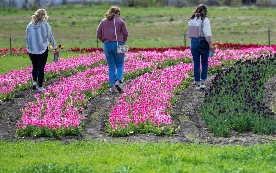 Visitors strolled through the rows of tulips growing on 12-acres on the opening day of The Tulip Festival at the Fun Farm.