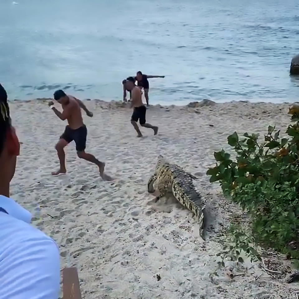 Swimmers flee as an American crocodile is spotted on a beach at Tayrona National Natural Park in northern Colombia’s department of Santa Marta (CEN)