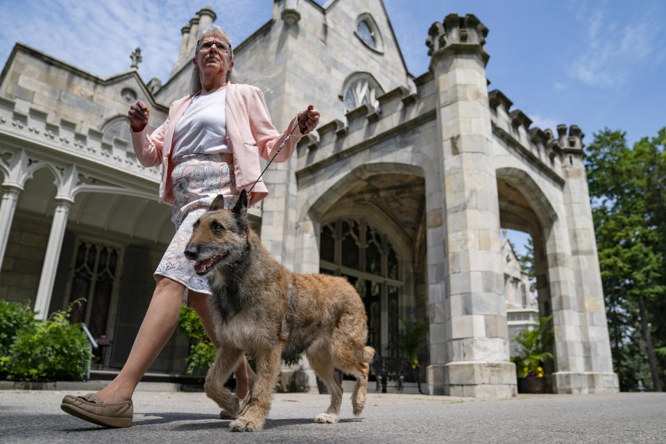 A Belgian laekenois is presented for journalists during a news conference, Tuesday, June 8, 2021, in Tarrytown, N.Y., at the Lyndhurst Estate where the 145th Annual Westminster Kennel Club Dog Show will be held outdoors, (AP Photo/John Minchillo)