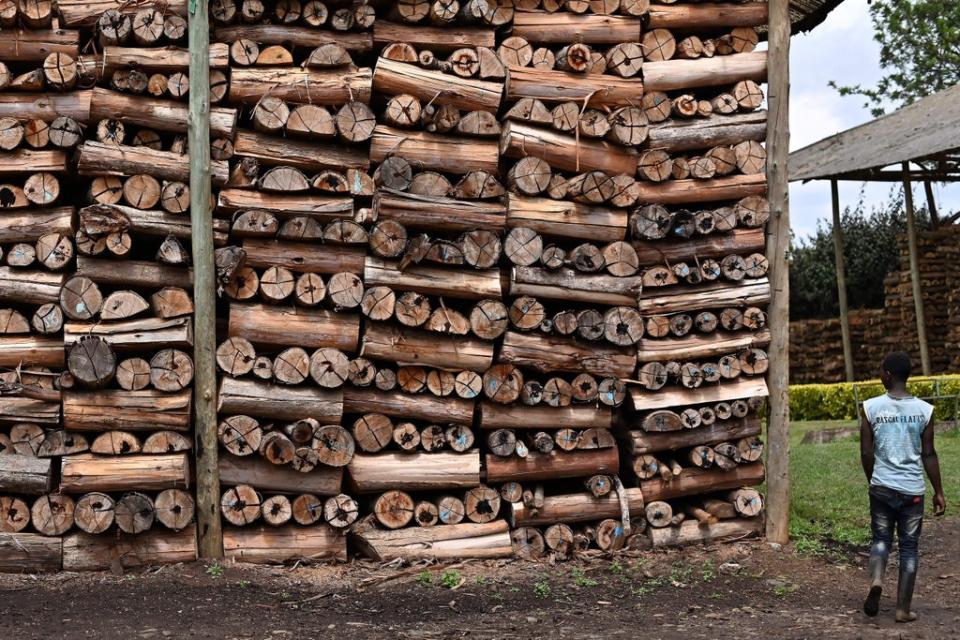 A factory worker walks past rows of firewood used to power boilers at the Gitugi tea factory in Nyeri County, Kenya (AFP via Getty)