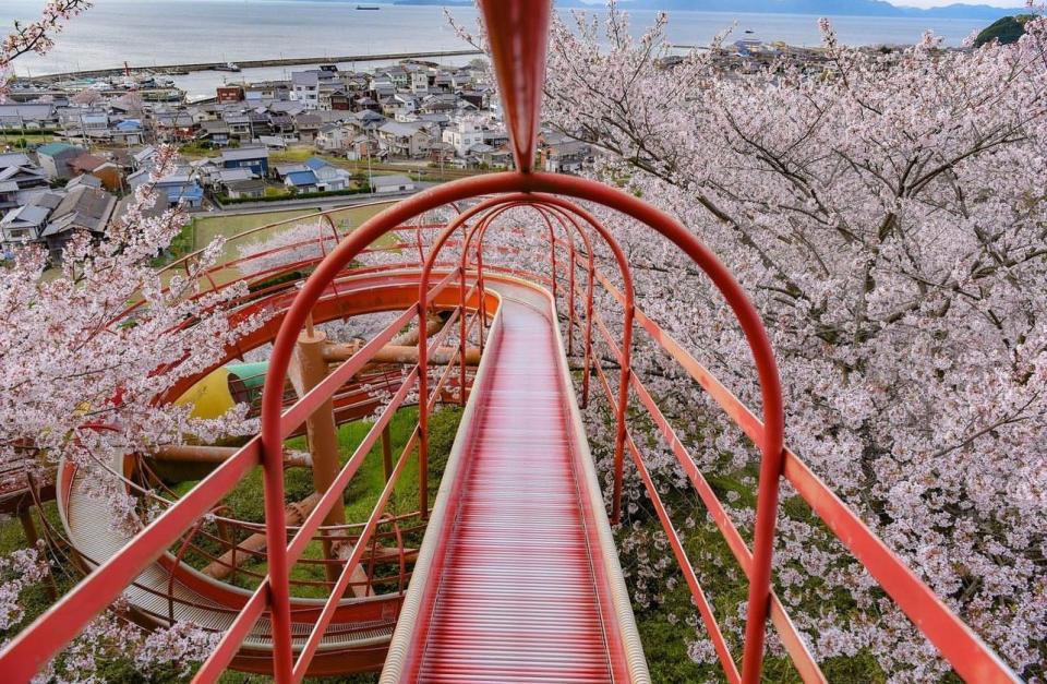 日本櫻花2024｜4大賞櫻特色景點推介！東京公園櫻花樹雲霄飛車/腳踏天鵝船/120米櫻花滑梯/人力迷你小纜車