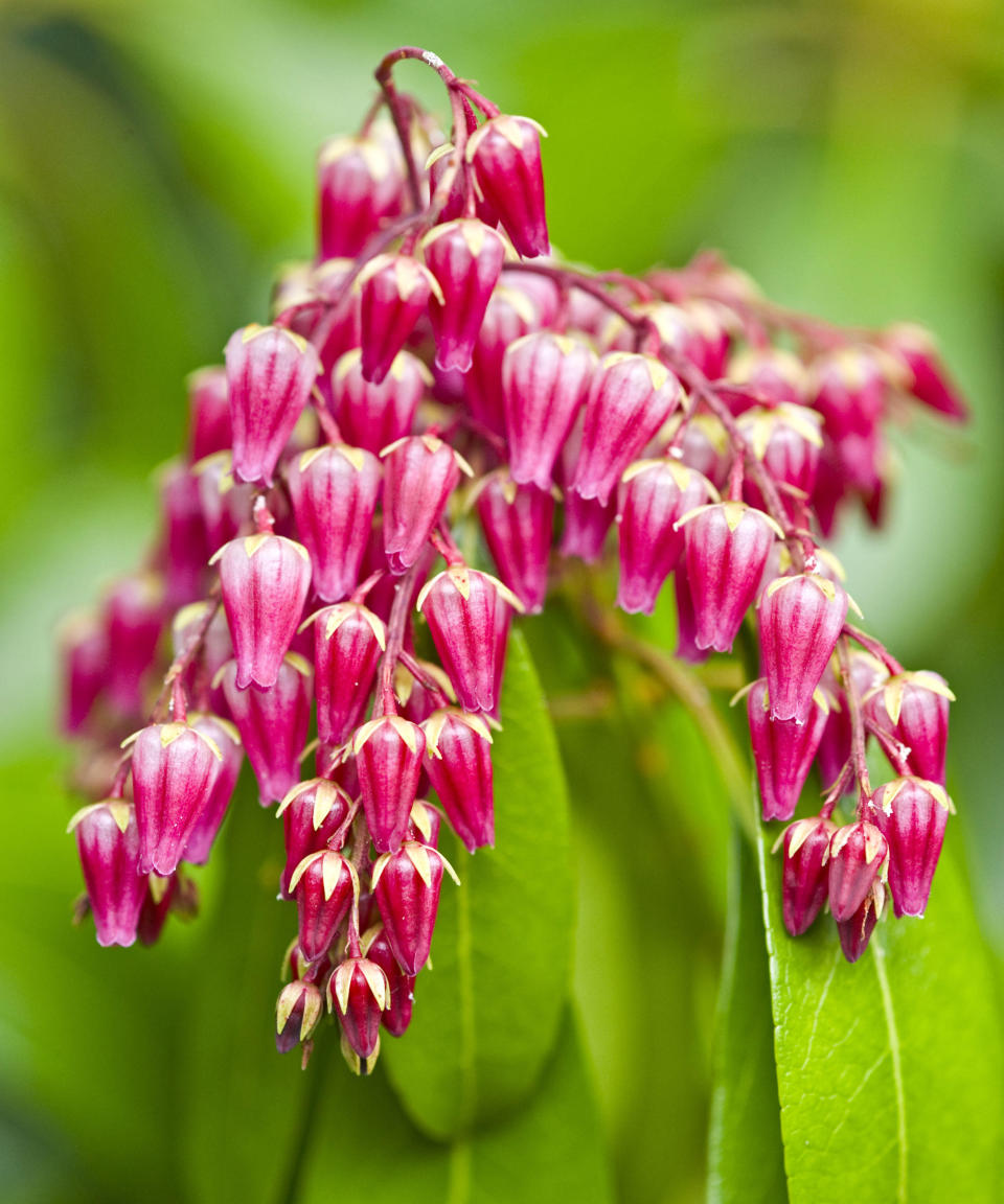 pieris Valley Valentine flowering in spring display