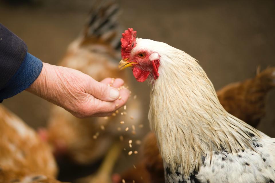 67歲老翁遭自家飼養的雞攻擊，因而大量出血，送醫後不治。（示意圖，Pexels)）