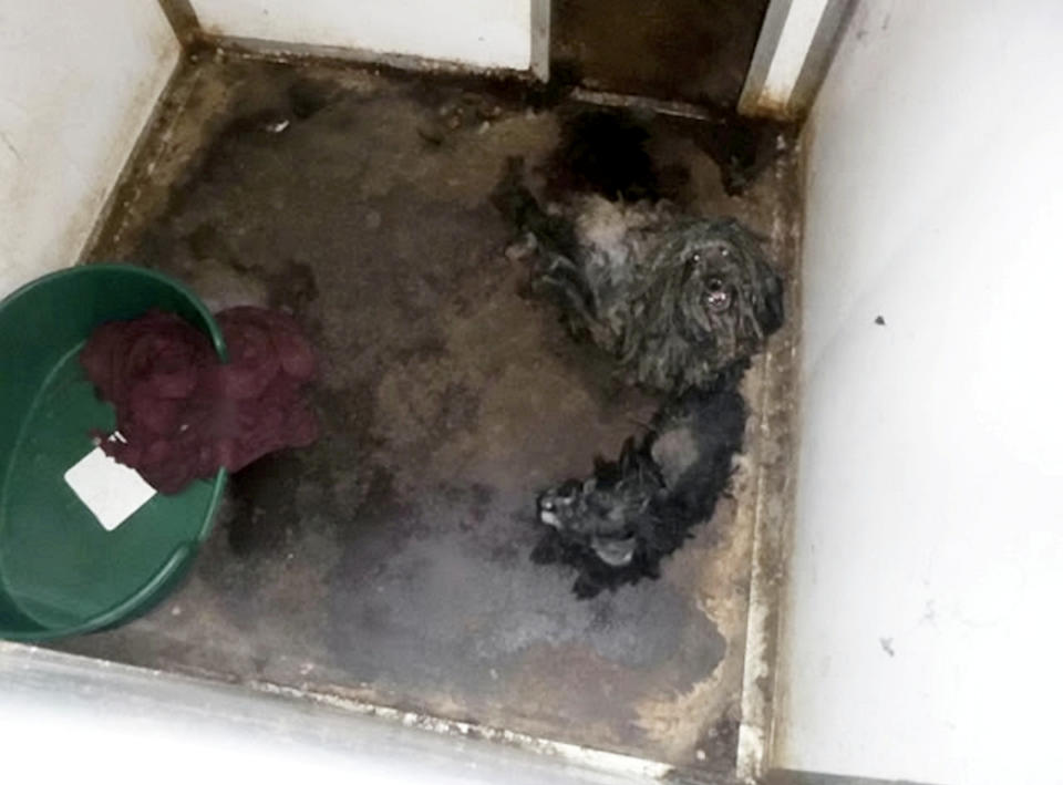 They were found in a neglected state in kennels outside a property in Lincolnshire. (SWNS)