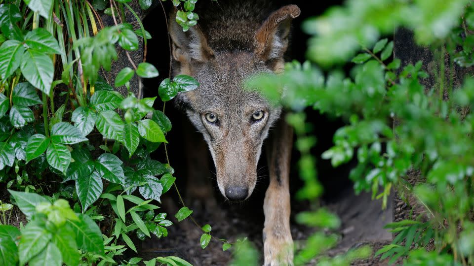 A female red wolf emerges from her den sheltering newborn pups at the Museum of Life and Science in Durham, North Carolina, in 2019. - Gerry Broome/AP