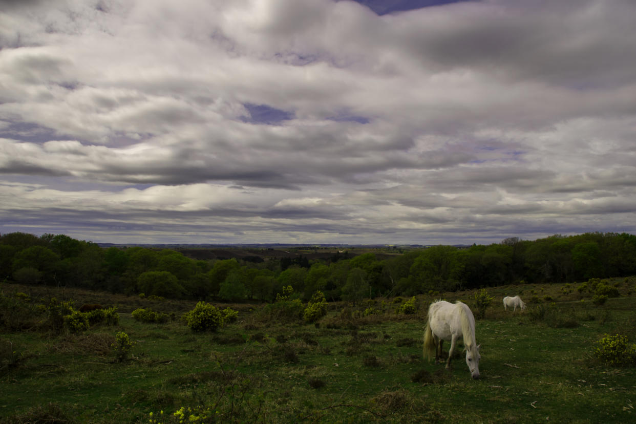 Pony New Forest National Park Hampshire England UK