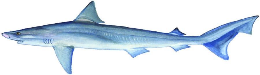 Soupfin sharks can live for 60 years and grow to 6.5 feet in length. (Oregon State University)