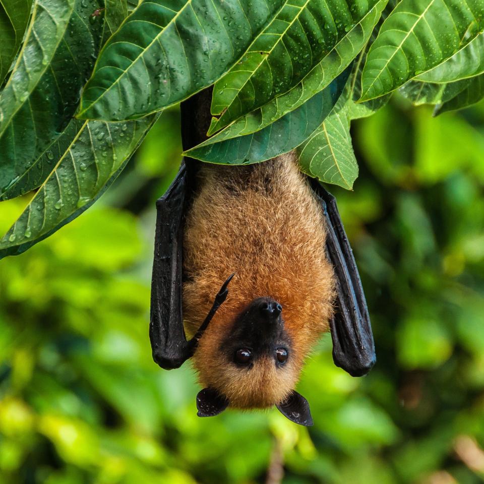 A Seychelles fruit bat or flying fox Pteropus seychellensis hanging from a branch at La Digue, Seychelles - Rudolf Ernst