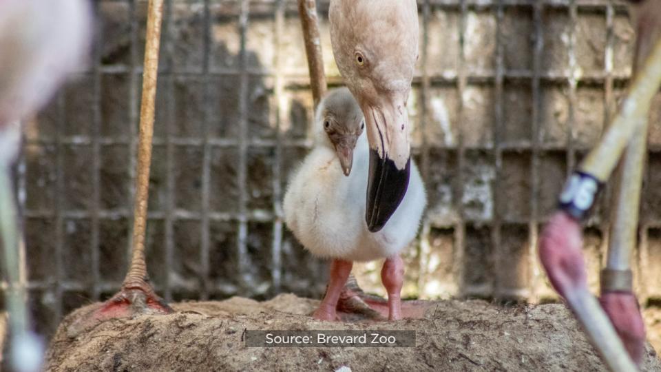 This was the first time the Brevard Zoo’s flamingo flock had laid eggs.
