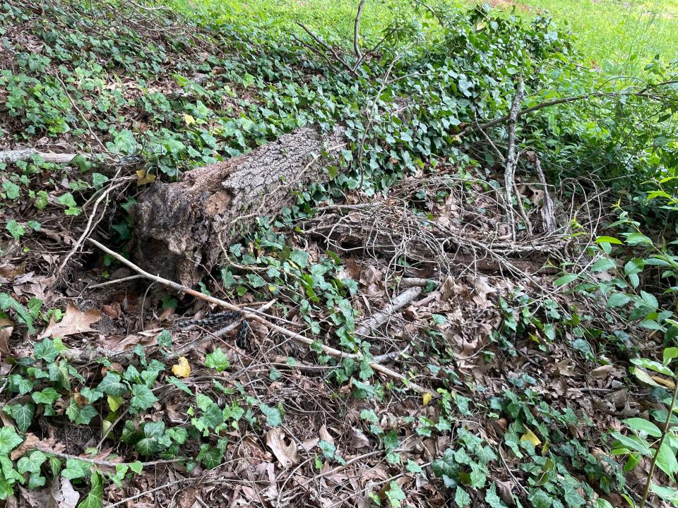 A fallen tree killed by the ivy still clinging to it on the ground.