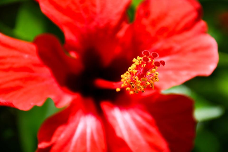 Extreme close up of red hibiscus blossom. 