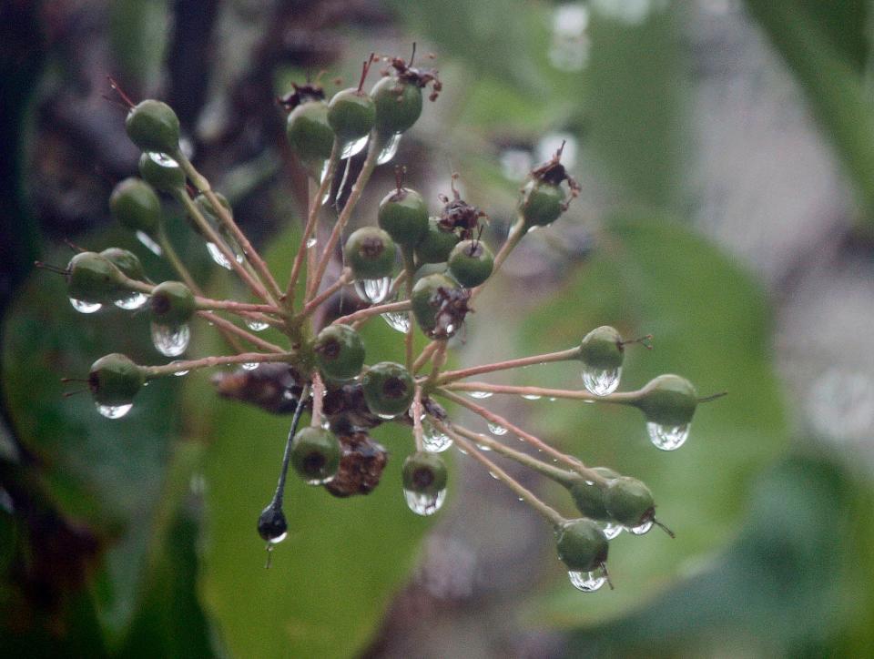 Susan Scott of Stockton used a Canon EOS Rebel XS to photograph berries on a flowering pear tree at her home.