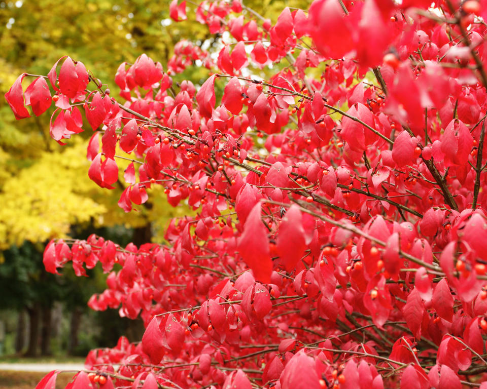 Bright red berries and leaves on Euonymus alata – often referred to as 