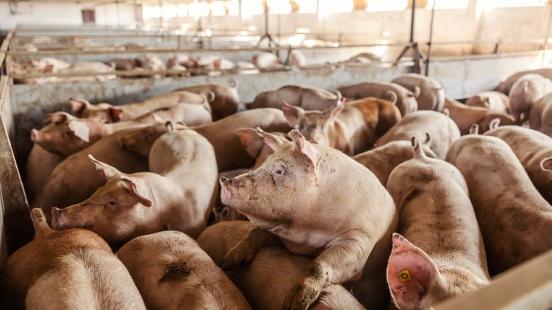 Crowded pig pen on a farm