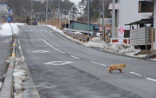 A cat crosses a street in Iitate, Fukushima Prefecture. Some 6,000 residents were forced to flee Iitate after radioactive dust from the crippled Fukushima Daiichi nuclear plant fell on this once idyllic farming village, leaving behind houses and shops that were once the focus of village life