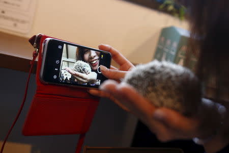 A woman takes a selfie with a hedgehog at the Harry hedgehog cafe in Tokyo, Japan, April 5, 2016. REUTERS/Thomas Peter