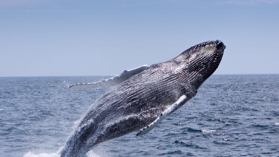 Spot Humpback Whales in the Wild