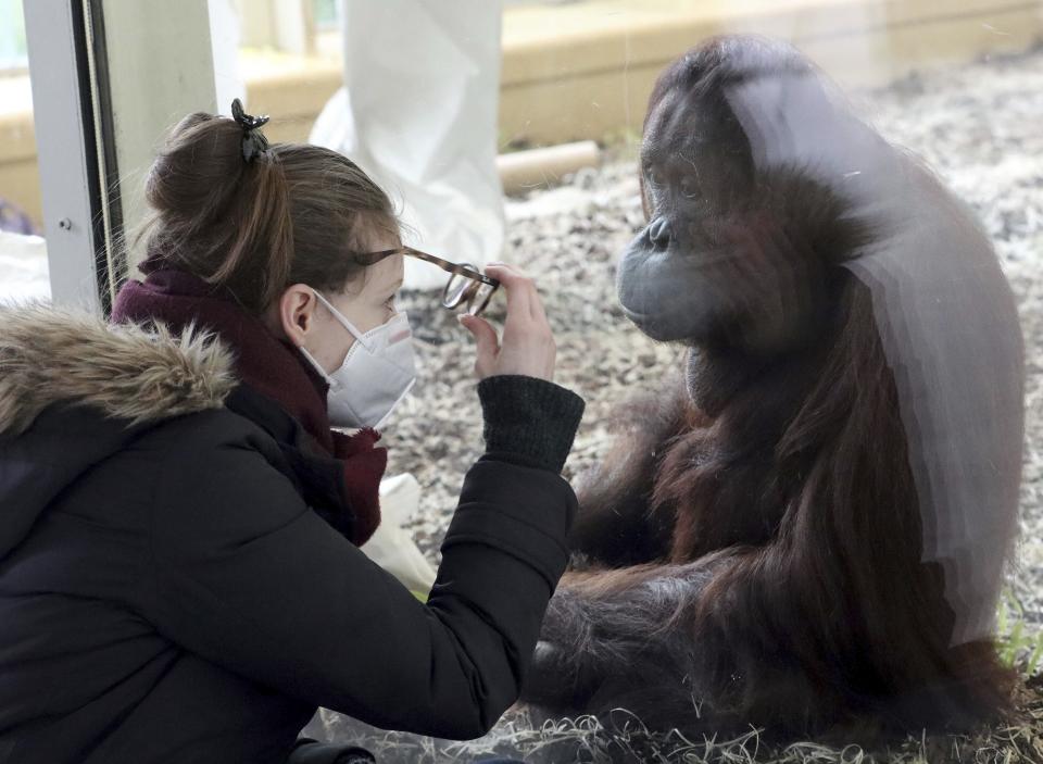 A visitor with a masks observes an orangutan in an enclosure at the Schoenbrunn Zoo in Vienna, Austria, Monday, Feb. 8, 2021. Visitors can visit the zoo again after 97 days lock down. The Austrian government has moved to restrict freedom of movement for people, in an effort to slow the onset of the COVID-19 coronavirus. (AP Photo/Ronald Zak)