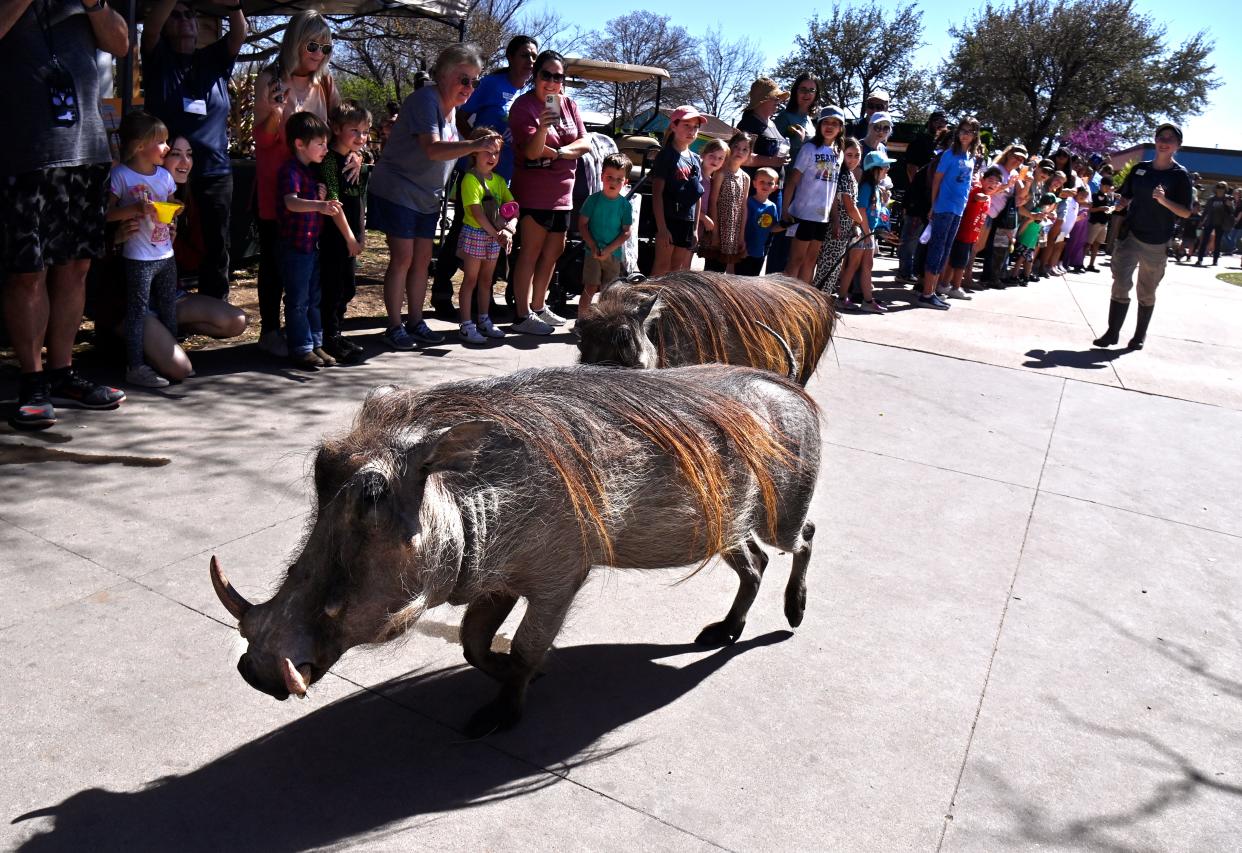 African warthogs trot through a corridor of Abilene Zoo guests as they are guided back to their enclosure by an Abilene Zoo staff member Wednesday. The pair were the last ones shown during a spring break Wild Days show and the presenters asked the crowd for their assistance in returning the warthogs back to their habitats after their performance.