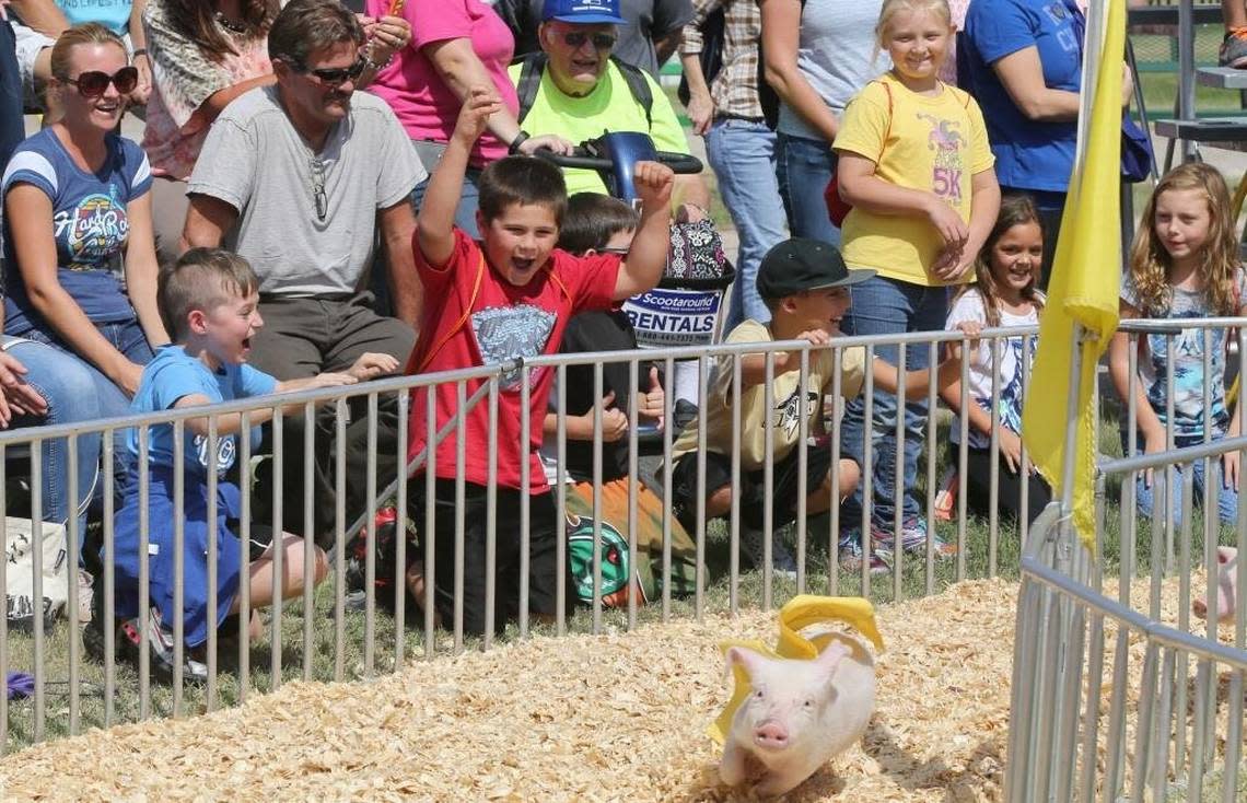 The pigs will start racing again on Friday at the Kansas State Fair in Hutchinson.