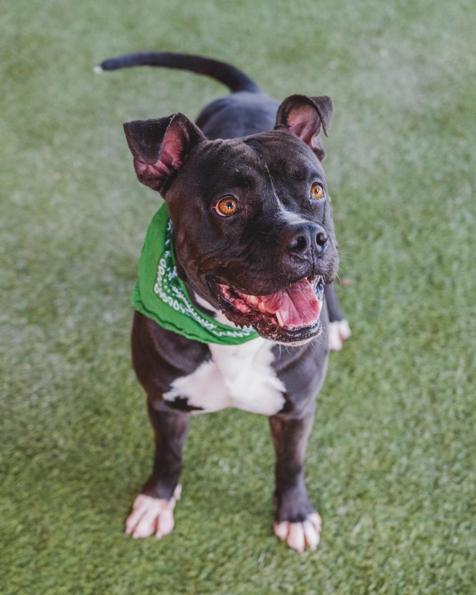 “Brody A2430005 is a ball of energy who has been at the shelter since January of 2023. This 5-year-old boy arrived with a head injury and is now all healed and ready to be adopted! Brody loves human attention and enjoys greeting his handlers with hugs. Brody is excellent in playgroups; he is very gentle with new dogs and knows how to integrate the newcomers into the play yard. He would love to find a home where he can have a permanent playmate.”