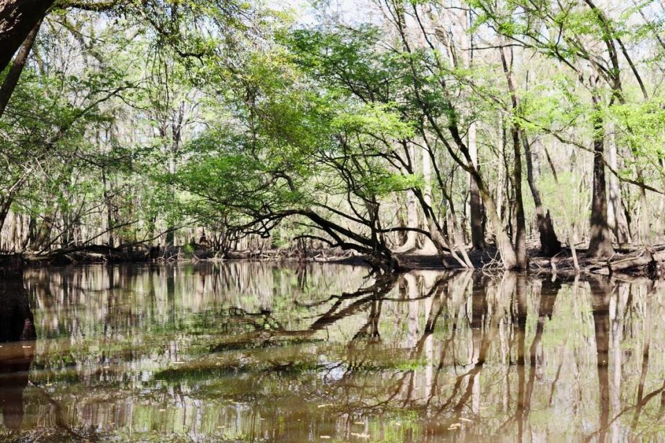 Bates Old River is a flooded forest populated with cypress, tupelo, hawthorn and other varieties common to Lowcountry swamps. It is an excellent kayaking destination where you can explore beneath the green canopy and view incredibly diverse wildlife.