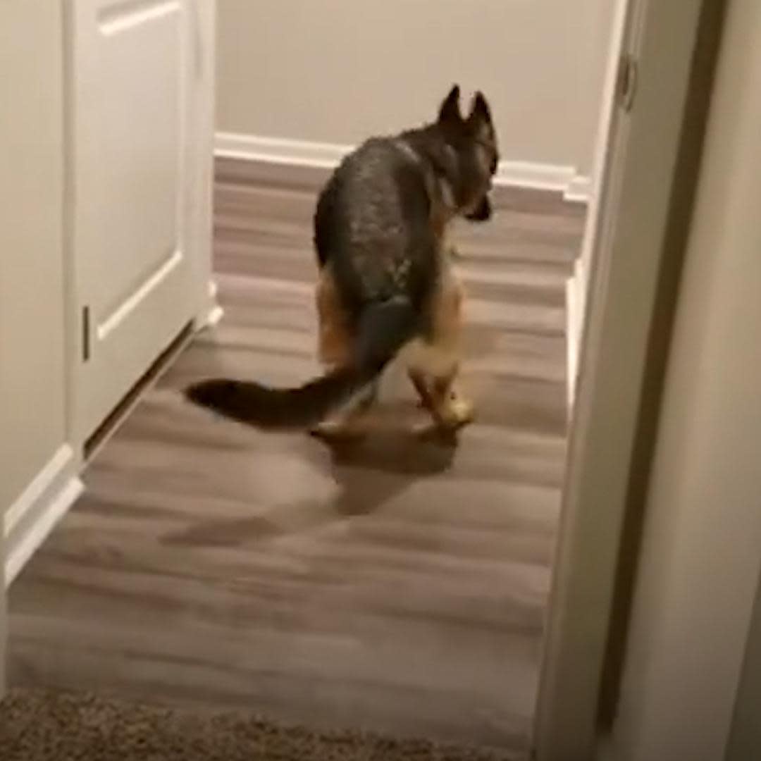 German Shepherd Walks Butt First Through Doorways