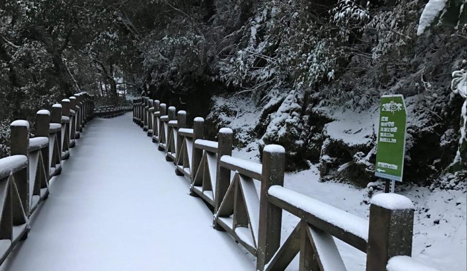 桃園的拉拉山也可能迎初雪，因此民眾一早就湧入想一賭雪白美景。   圖：林務局新竹林區管理處拉拉山管理站／提供