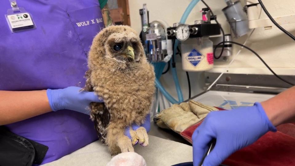 A near threatened spotted owl at WildCare.