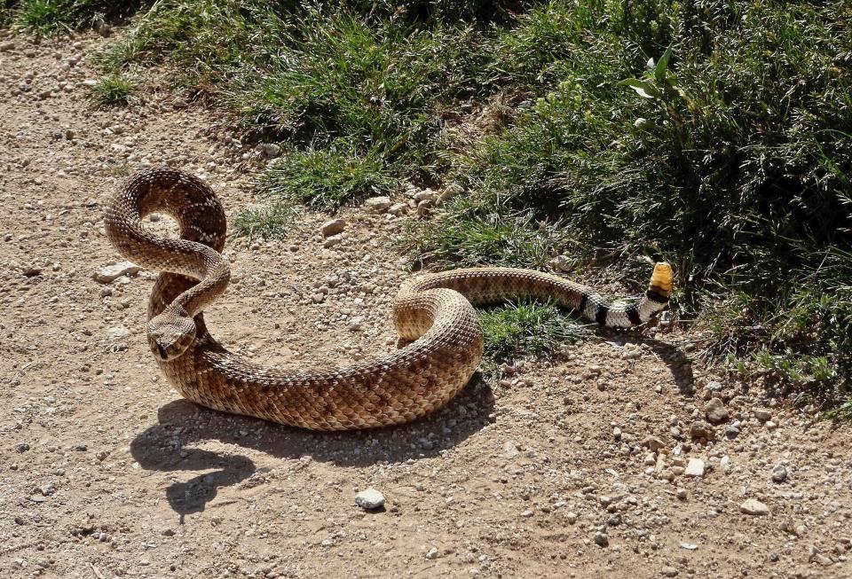Arizona has more species of rattlesnake than any other state.