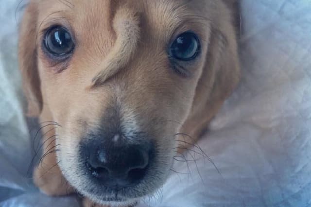 Puppy with 'second tail' growing from his head found wandering the streets