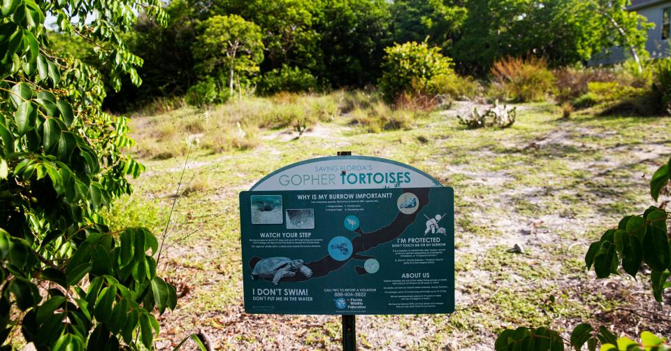 This parcel of land on Marco Island is filled with gopher tortoises and burrows. The City of Marco Island wanted Collier County to purchase the land through its Conservation Collier acquisition program but the County Commission let the proposal die without a vote.