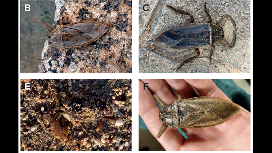 The giant water bugs can grow to more than 5 inches in length and likely flew over to the island from the Mediterranean mainland, the study said.