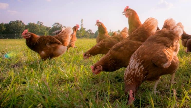 poules plein air