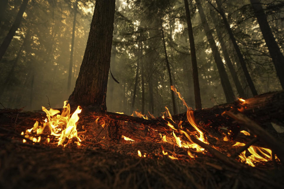 A hot spot from the Lower East Adams Lake wildfire burns in Scotch Creek, British Columbia, Sunday, Aug. 20, 2023. (Darryl Dyck/The Canadian Press via AP)