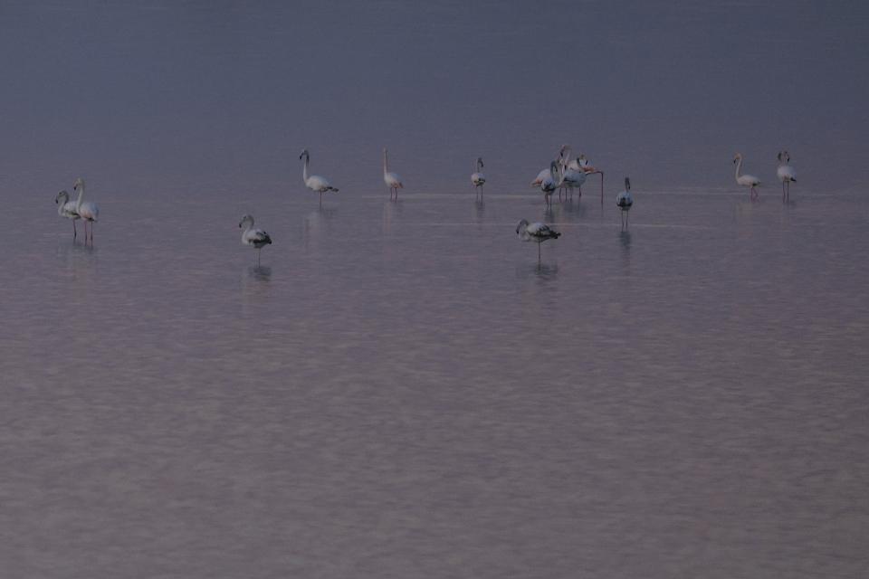 Flamingos rest in Narta Lagoon, about 140 kilometers (90 miles) southwest of the Albanian capital of Tirana, Tuesday, Feb. 7, 2023. Environmentalists fear that the new airport will harm the local fauna and ecosystem of this lagoon as it is home to many migratory birds. (AP Photo/Franc Zhurda)