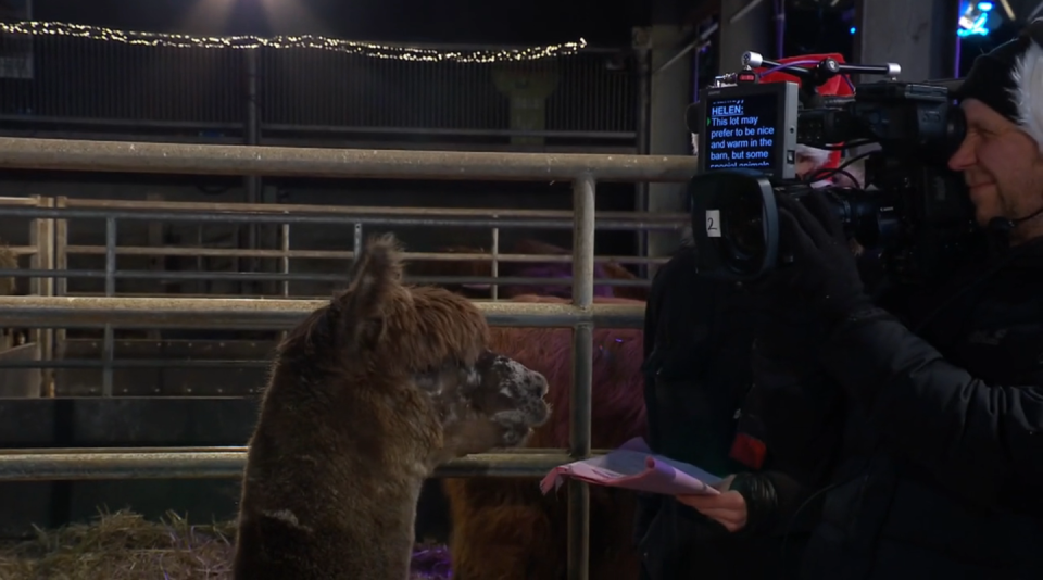 a brown alpaca named stanley standing in front of a teleprompter in a moment from christmas on the farm 2023