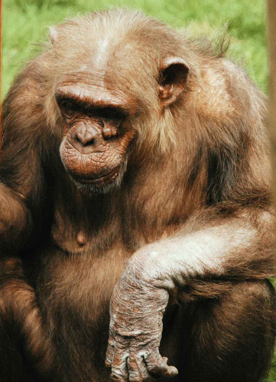 Coco is one of 14 chimps living at the zoo and is 42 years older than the youngest chimp, 16-year-old Tuli. (SWNS)