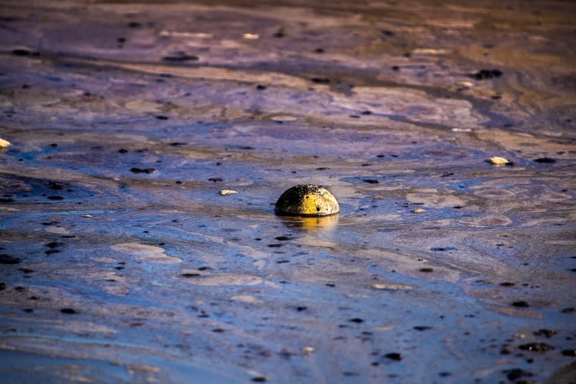 Huntington Beach, CA - October 03: A ball floats amidst oil that formed into globules, foam and sheen that flowed in from high tide and was held back by a sand berm and boom in a trapped pool as a major oil spill washes ashore on the border of Huntington Beach and Newport Beach at the Santa Ana River Jetties Sunday, Oct. 3, 2021. Crews raced Sunday morning to contain the damage from a major oil spill off the Orange County coast that left crude spoiling beaches, killing fish and birds and threatening local wetlands. The oil slick is believed to have originated from a pipeline leak, pouring 126,000 gallons into the coastal waters and seeping into the Talbert Marsh as lifeguards deployed floating barriers known as booms to try to stop further incursion, said Jennifer Carey, Huntington Beach city spokesperson. At sunrise Sunday, oil was on the sand in some parts of Huntington Beach with slicks visible in the ocean as well. "We classify this as a major spill, and it is a high priority to us to mitigate any environmental concerns," Carey said. "It's all hands on deck." (Allen J. Schaben / Los Angeles Times)