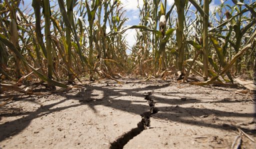 A field of corn withers under triple-degree heat north of Wichita, Kan., in Sedgwick County Monday, July 16, 2012. The drought gripping the United States is the widest since 1956, according to new data released Monday by the National Oceanic and Atmospheric Administration. Fifty-five percent of the continental U.S. was in a moderate to extreme drought by the end of June, NOAA's National Climatic Data Center in Asheville, N.C., said in its monthly State of the Climate drought report. That's the largest percentage since December 1956, when 58 percent of the country was covered by drought. (AP Photo/The Wichita Eagle, Mike Hutmacher)