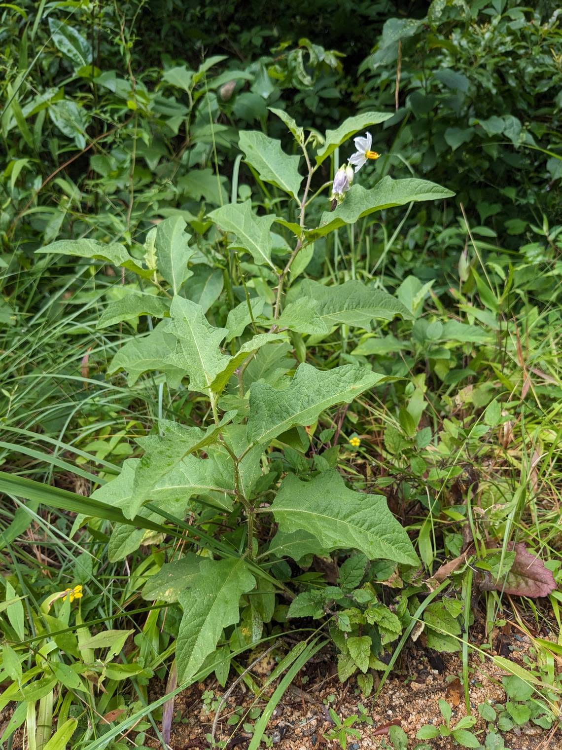 Horse nettle.