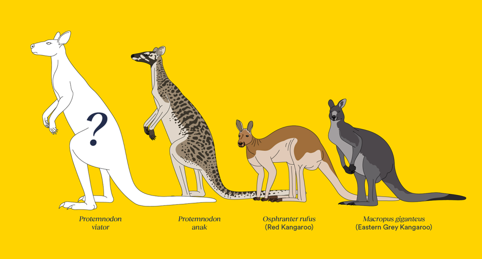 A diagram showing newly discovered species next to modern day kangaroos.