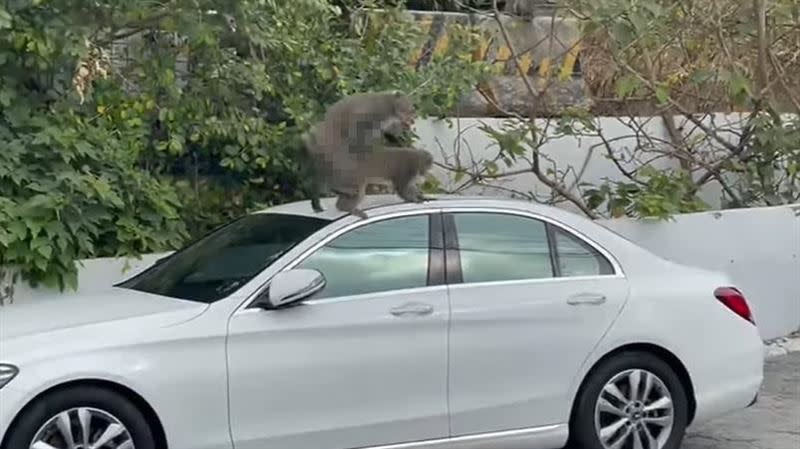 原PO目擊朋友的白色賓士上頭有兩隻猴子正在「狂啪」。（圖／翻攝自爆廢公社公開版）