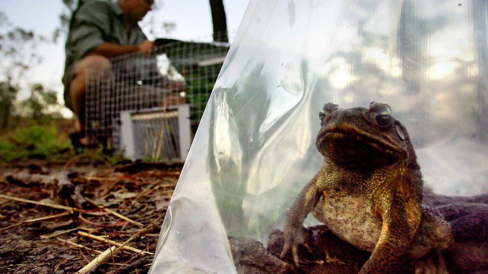 An invasive cane toad sits inside a plastic bag after being removed from a trap at a billabong south of Darwin, Australia on May 11, 2005.  - David Gray/Reuters/File