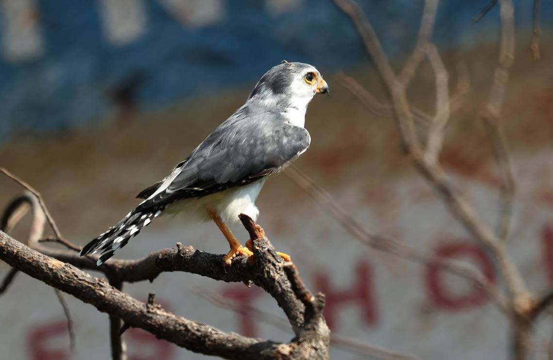 An African pygmy falcon at the Fort Worth Zoo on Tuesday, June 20, 2022. The Fort Worth’s new exhibit Predators of Asia & Africa features 25 species of birds. Amanda McCoy/amccoy@star-telegram.com