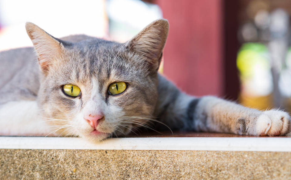 Stray cat in Thailand , Southeast Asia .