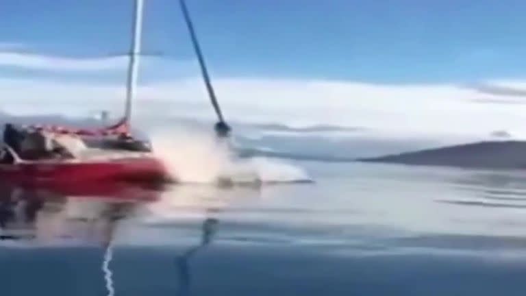 El momento en que un velero choca a una ballena en Tierra del Fuego