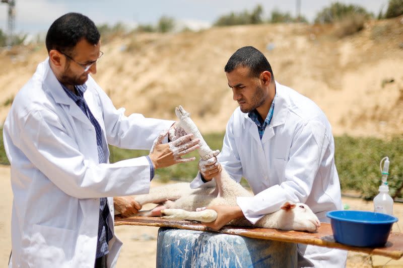 Orthopaedic surgeons offer Gaza's injured animals a new lifeline