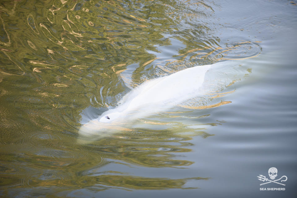 En esta imagen del 8 de agosto de 2022 captada por el grupo ambientalista Sea Shepherd, se ve una ballena beluga en el río Sena, al oeste de París, Francia. (Sea Shepherd vía AP)